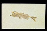Juvenile Mioplosus Fossil Fish - Wyoming #136868-1